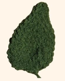 crochet-mandrake-large-leaves